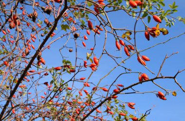 Olgun meyveleri ile kalça çalı. Çalılıkta bir köpek gülünün meyveleri. Fru