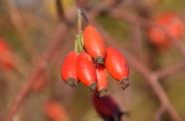 Olgun meyveleri ile kalça çalı. Çalılıkta bir köpek gülünün meyveleri. Fru