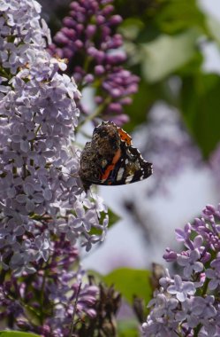 Bir kelebek Amiral dalları üzerinde eflatun çiçekler