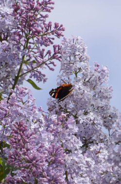 Bir kelebek Amiral dalları üzerinde eflatun çiçekler