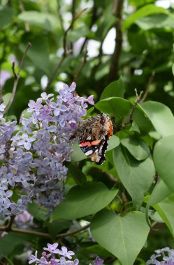 Bir kelebek Amiral dalları üzerinde eflatun çiçekler