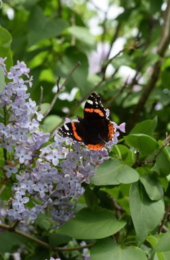 Bir kelebek Amiral dalları üzerinde eflatun çiçekler