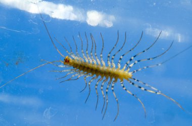 Kırkayak bankada. Sinekkapan. Kırkayak sinekkapan, böcek predator