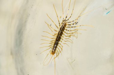 Kırkayak bankada. Sinekkapan. Kırkayak sinekkapan, böcek predator.