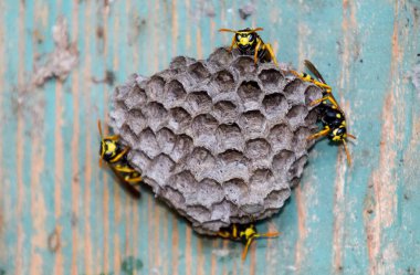 Eski elektrik santralinde eşek arıları yuvası. Eşek arısı cilası.