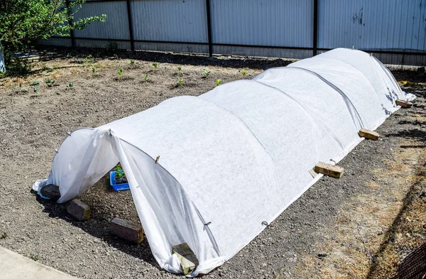 Une serre dans le jardin. Cultiver des plants de légumes en t — Photo