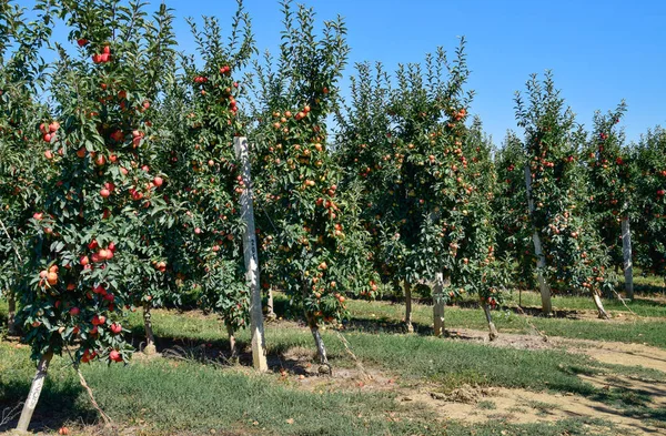 リンゴの果樹園。木と t の下の地面の果物の行 — ストック写真