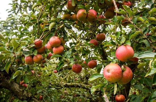 Sad jabłkowy. Rzędy drzew i owoców ziemi pod t — Zdjęcie stockowe