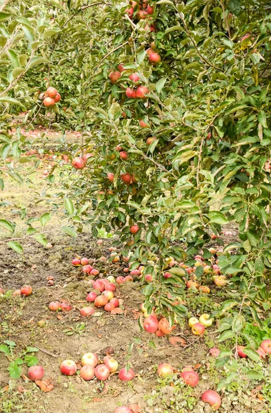 Un verger de pommes. Rangées d'arbres et les fruits de la terre sous t — Photo