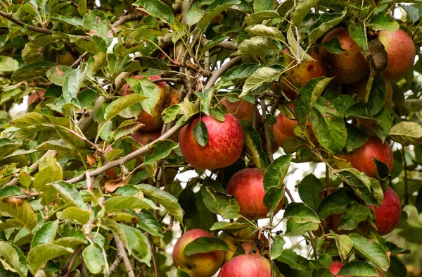 Jabloňový sad. Řady stromů a plody pod t — Stock fotografie