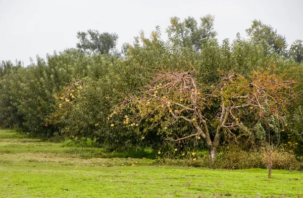 Huerto de manzanas. Filas de árboles y el fruto de la tierra bajo t — Foto de Stock