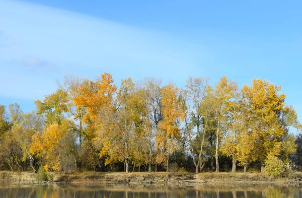 川の銀行の秋の風景。ポプラの黄葉. — ストック写真