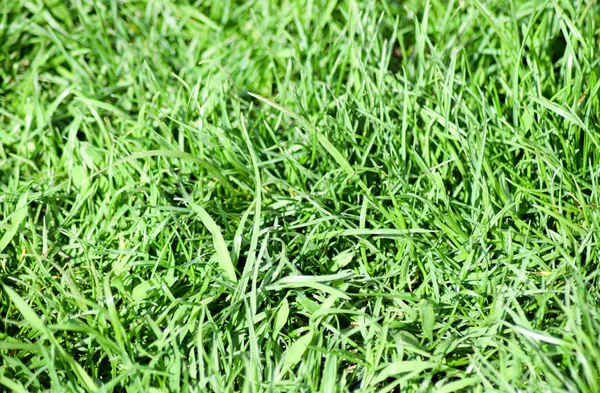 草坪草的背景。绿色软草坪草茎叶. — 图库照片