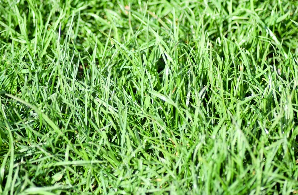 Fondo de césped hierba. Tallos y hojas de césped verde suave hierba . —  Fotos de Stock