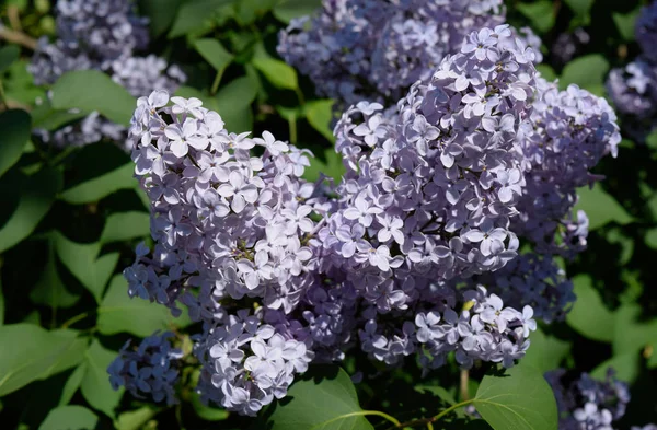 Lilac flowers on the branches. Beautiful purple lilac flowers ou — Stock Photo, Image