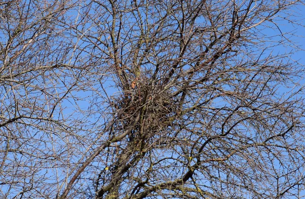 Nido de pájaro en las ramas de ciruela cereza. Las ramas gruesas protegen el nido . — Foto de Stock