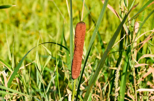 Lisdodde groeien in de buurt van de rijst veld. Kreupelhout van Lisdodde. Bruine mand met zaden — Stockfoto