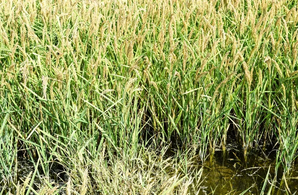 논에서 쌀의 분야 — 스톡 사진