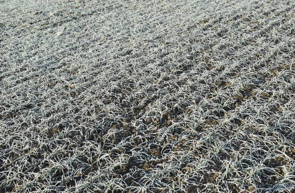 Field of winter wheat — Stock Photo, Image