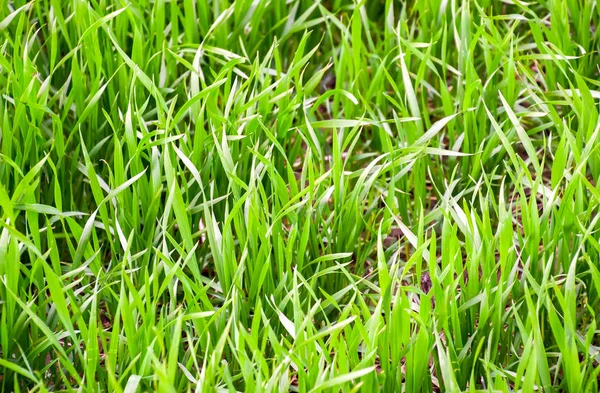 Field of young green barley — Stock Photo, Image