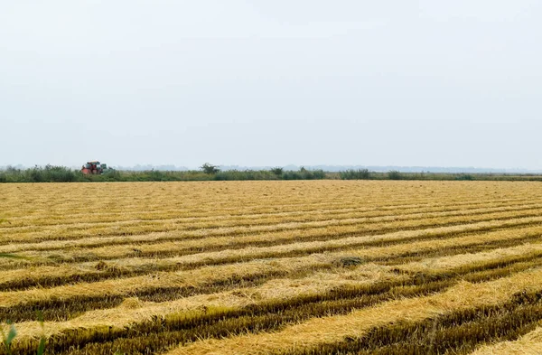 Alan pirinç hasat başladı.
