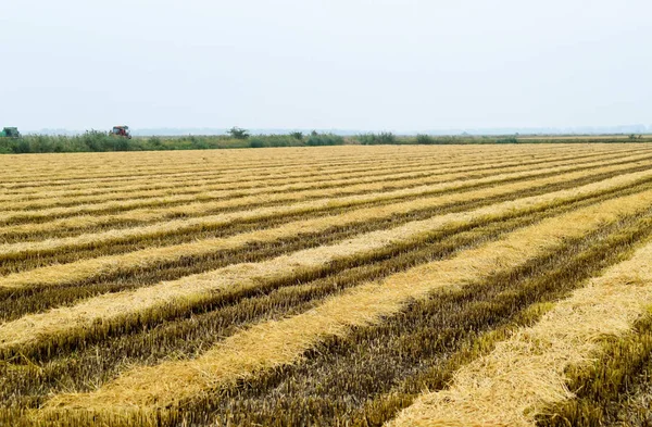 Field rice harvest began. — Stock Photo, Image