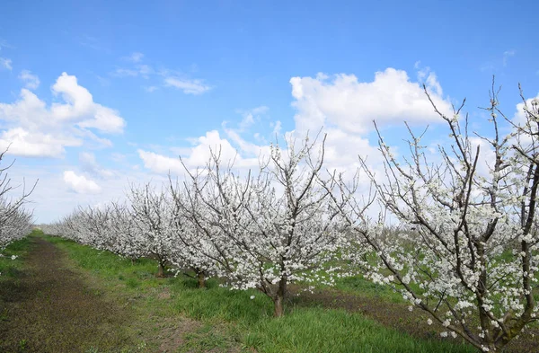 Huerto de ciruela con flores — Foto de Stock