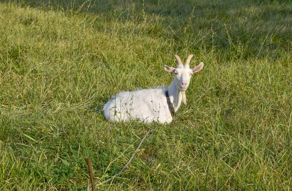 Cabras pastando en el prado — Foto de Stock