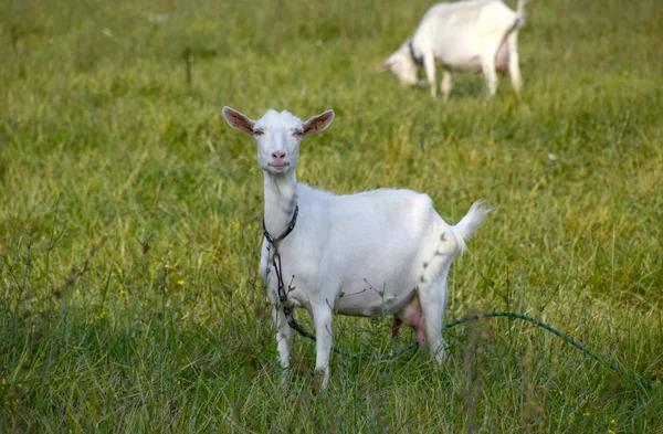 Cabras pastando en el prado —  Fotos de Stock