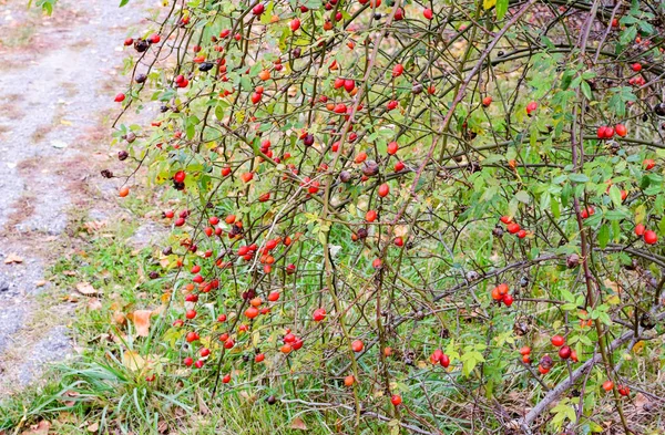 Höfterna buske med mogna bär. Bär av en dogrose på en buske. Frukter av vildrosor. Taggiga dogrose. Röda nypon. — Stockfoto