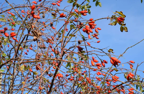 잘 익은 열매와 엉덩이 덤불. 덤불에 개 장미의 열매. Fru — 스톡 사진