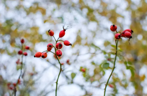 Bagas de briar maduras vermelhas, foto macro. Arbusto de quadris com bagas maduras. Bagas de uma rosa brava em um arbusto. Frutas de rosas selvagens. Espinhosa rosa brava. Rosas vermelhas quadris . — Fotografia de Stock