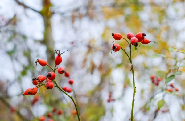 Red ripe briar berries, macro photo. Hips bush with ripe berries. Berries of a dogrose on a bush. Fruits of wild roses. Thorny dogrose. Red rose hips. — Stock Photo, Image