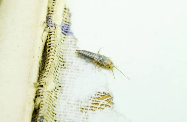 Insekt utfodring på papper - silverfisk — Stockfoto