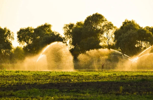 Sistema de riego en el campo de melones. Riego de los campos. Aspersor —  Fotos de Stock
