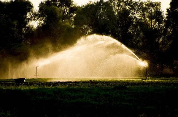 Irrigation system in field of melons. Watering the fields. Sprinkler — Stock Photo, Image