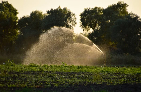 メロンのフィールドの灌漑システム。フィールドに水をまきます。Sprin — ストック写真