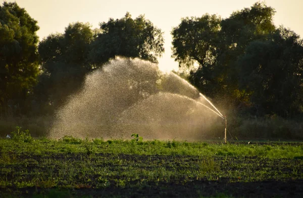 Irrigation system in field of melons. Watering the fields. Sprin — Stock Photo, Image