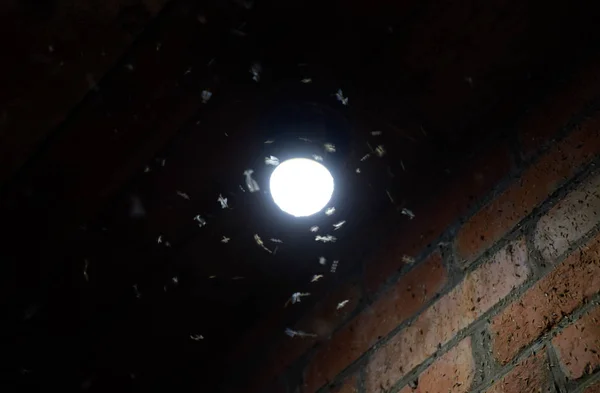 Attraktion av insekter ljus. Natt insekter vid en glödlampa — Stockfoto