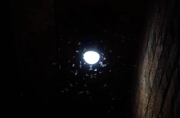 Attrazione della luce degli insetti. Insetti di notte a un bulbo — Foto Stock