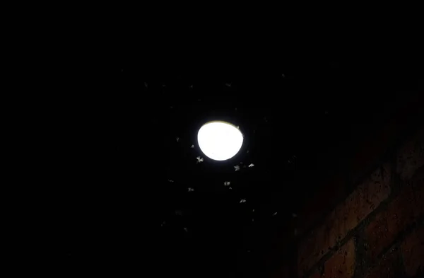 곤충 빛의 매력. 전구에서 밤 곤충 — 스톡 사진
