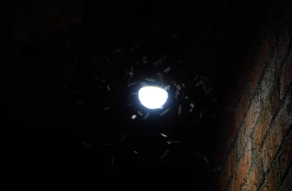 Attraktion av insekter ljus. Natt insekter vid en glödlampa — Stockfoto