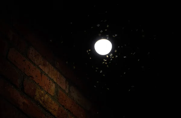 Attrazione della luce degli insetti. Insetti di notte a un bulbo — Foto Stock
