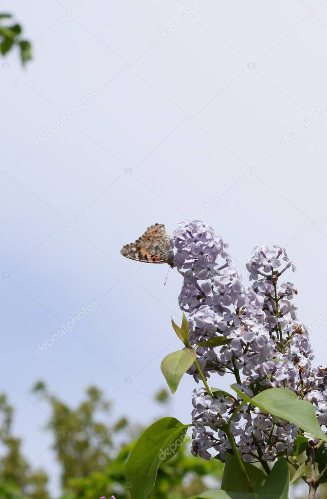 Butterfly rash on lilac colors. Butterfly urticaria.