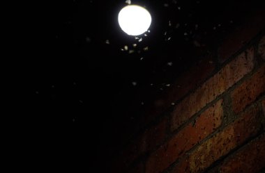 Böceklerin ışığının çekimi. Bir ampulde gece böcekleri