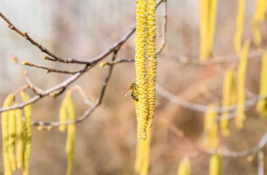 Tozlaşma arılar küpe fındık tarafından. Çiçekli ela fındık.