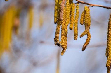 Tozlaşma arılar küpe fındık tarafından. Çiçekli ela fındık.