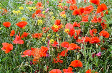 Haşhaş çiçekleri açıklıkta. Kırmızı vahşi gelincik çiçek açmış. Haşhaş kırmızı çiçekler