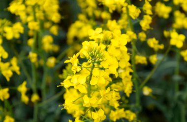 Tecavüz tarlası. Tecavüz çiçeklerinin geçmişi. Çiçekli tecavüz meydanda.