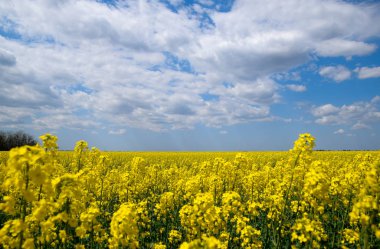 Kolza tohumu alan. Sarı tecavüz çiçekler, alan manzara. Mavi gökyüzü ve sahada tecavüz.